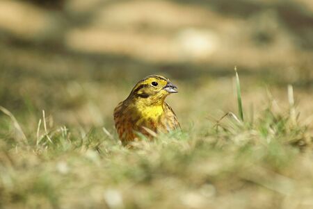 Yellowhammer (Emberiza citronella) on sits on grass