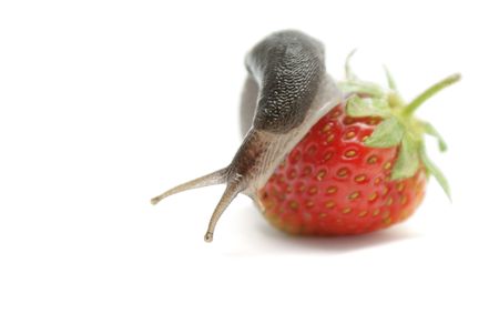 Slug-worm on raspberry isolated on white backgroundの写真素材
