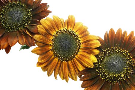 Three ornamental sunflowers isolated on white backgroundの写真素材