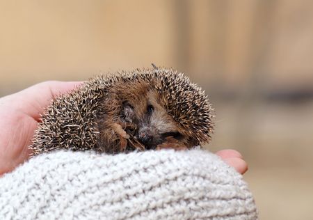 Little needle hedgehog on mens hand, looking at youの写真素材