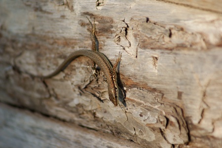 Brown lizard on wooden wallの写真素材