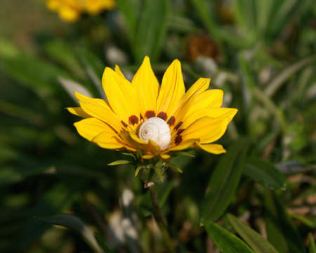 Yellow garden flower with shell within themの写真素材