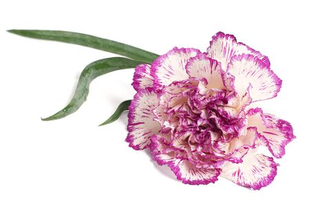 The pinkの写真素材