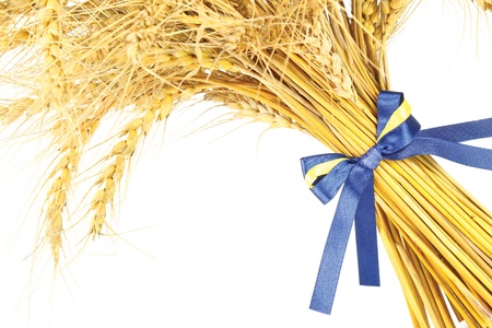 The wheatの写真素材