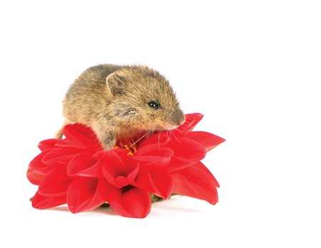 Mouse on the flowerの写真素材