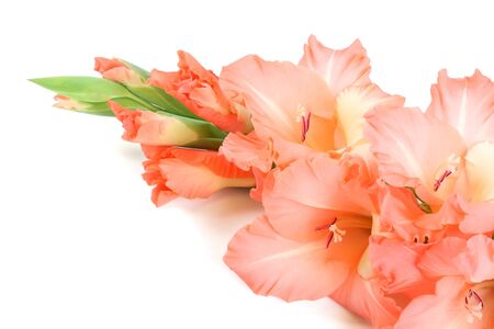 Gladiolusesの写真素材