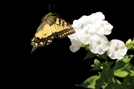 Swallowtailの写真素材