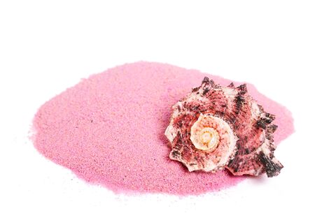 Sea shellの写真素材