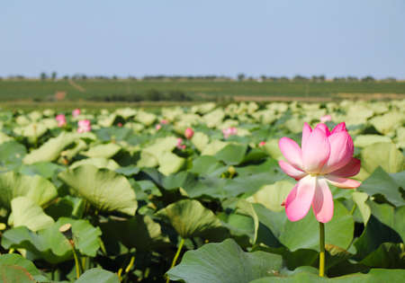 The lotusの写真素材