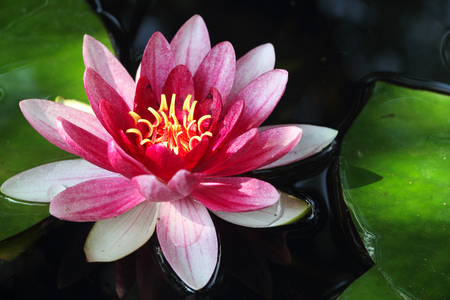 Beautiful pink water lily in garden pondの写真素材