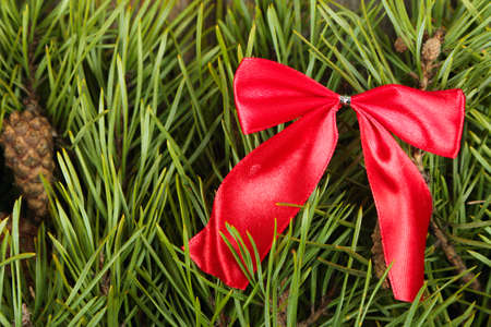 Fresh pine branches with red bow and coneの写真素材