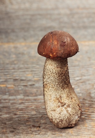 Mushroomの写真素材