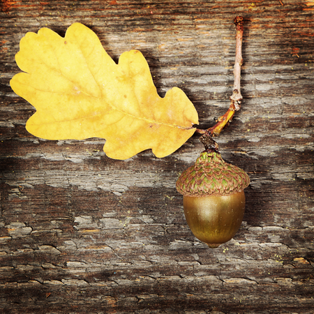 Oak branchの写真素材