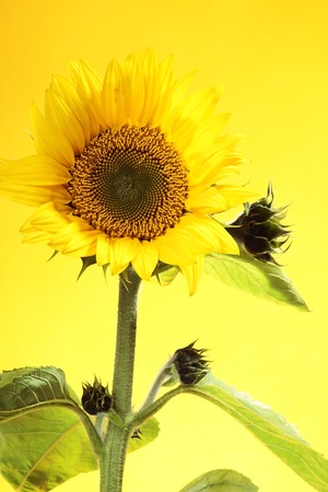 Sunflowerの写真素材