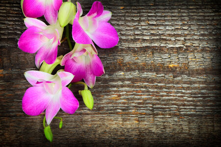 Pink orchid flowers on old wooden backgroundの写真素材