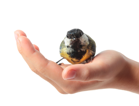 The tit Parus major in the children hand isolated on white backgroundの写真素材