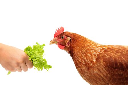 Portrait of the chicken Lohmann Brown eating the salad on white backgroundの写真素材