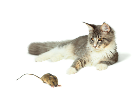 Kitten of Maine coon is playing with mouse on white backgroundの写真素材