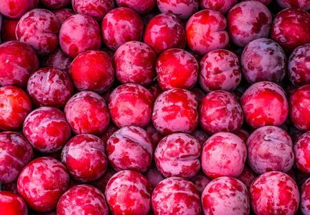Ripe plums in the garden on a summer day. The autumn harvest.の写真素材