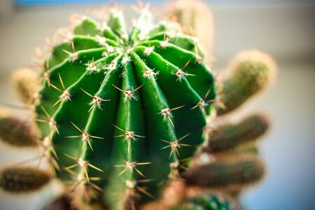 Closeup view of green cactus as a background. Top view, texture