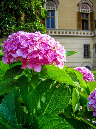 Wonderful flowers of the Italian asters blossomed in the city park.の写真素材
