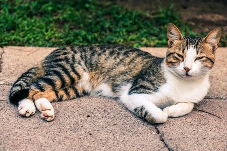 Gray - white homeless cat lies relaxed on the ground. The cat is resting.の写真素材