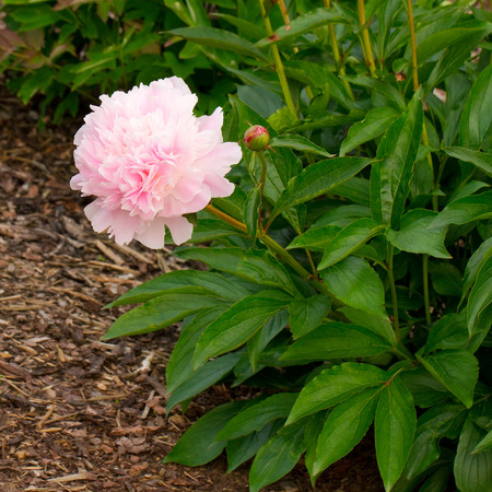 Chinese peony flower (Paeonia lactiflora)の写真素材