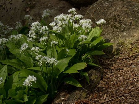 Wild garlic in spring garden - Allium ursinum