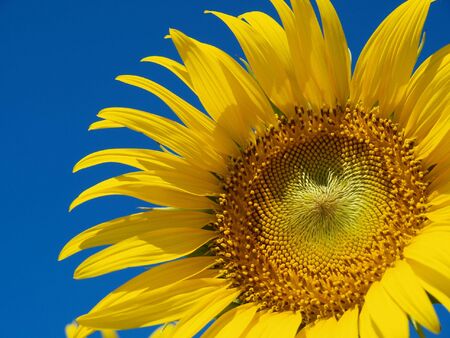 A sun flowerの写真素材
