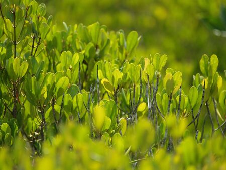 Mangrove forest field2の写真素材