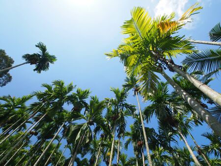 Betel Palm Lanscapeの写真素材