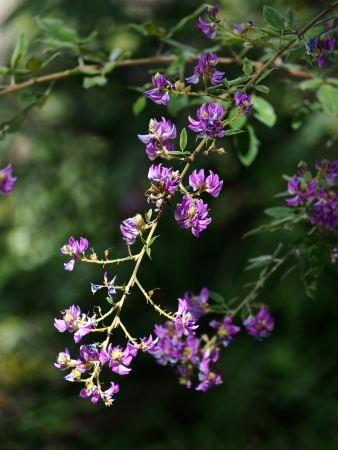 Violet flower bunchの写真素材