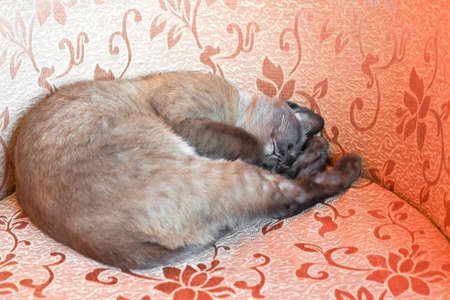 Brown Siamese cat sleeping on the couchの写真素材