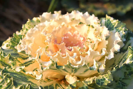 Close up of a giant cabbageの写真素材