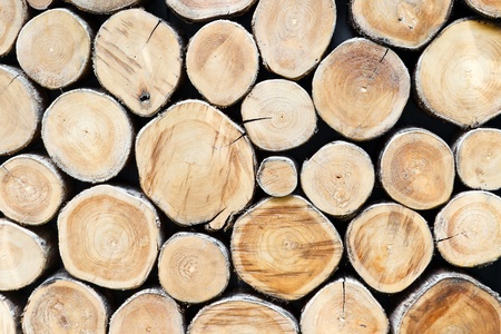 Section plane of natural wood log backgroundの写真素材