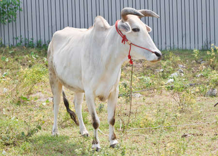 white cow in the meadow の写真素材