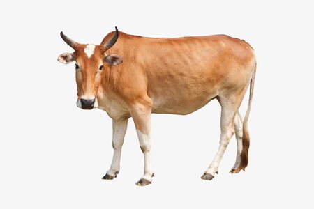 Brown cow isolated on white background の写真素材