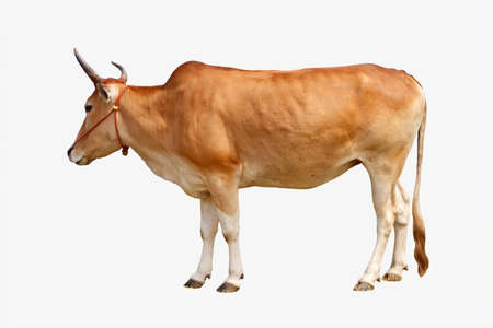 Brown cow isolated on white backgroundの写真素材
