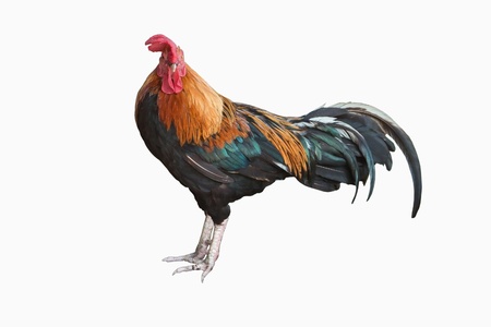 Thai red rooster isolated on white background の写真素材