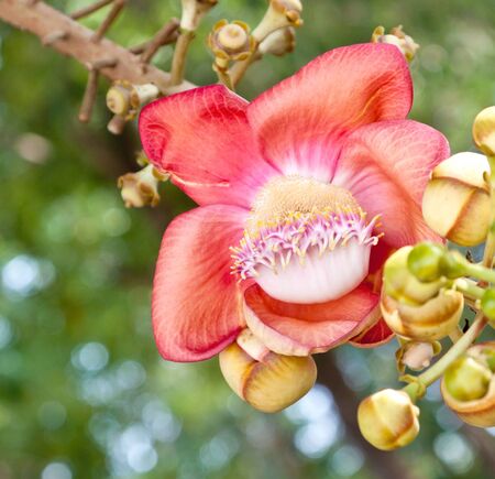 Beautiful, exotic and fragrant Cannonball flower is found in Asia, Africa and in South America in Amazon rainforestsの写真素材