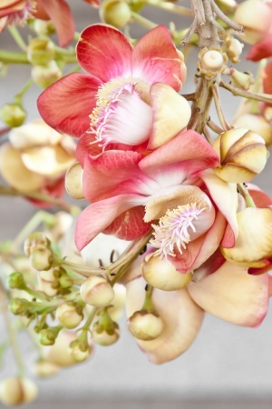 Beautiful, exotic and fragrant Cannonball flower is found in Asia, Africa and in South America in Amazon rainforestsの写真素材