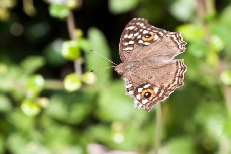 Beautiful brown butterfly with orange spots on flower  Satyridae の写真素材