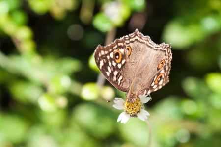 Beautiful brown butterfly with orange spots on flower  Satyridae の写真素材
