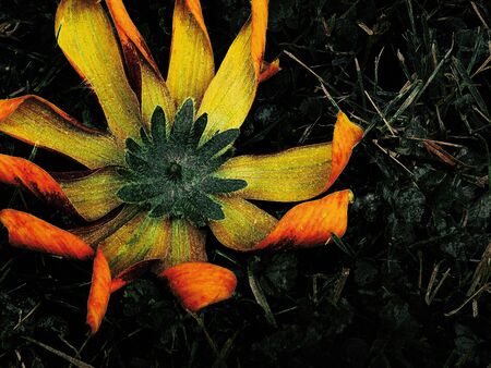 Art. Coneflower. A yellow flower. の写真素材