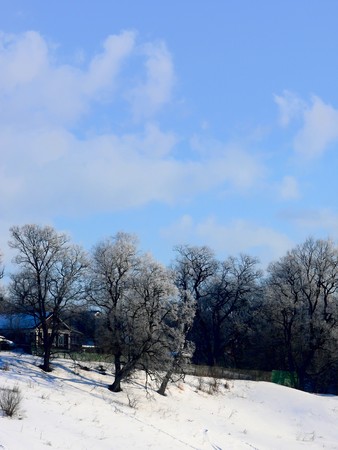 Winter. A frost. Trees. の写真素材
