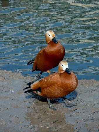 Ducks. A pond. の写真素材