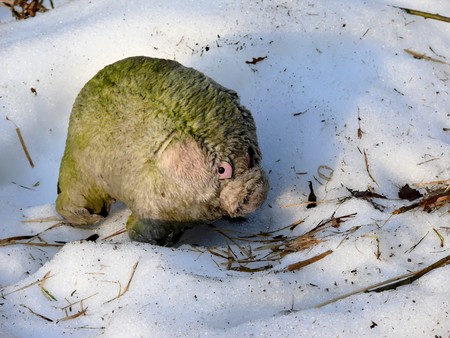 Old toy. Snow.の写真素材