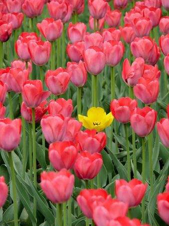 Tulips. の写真素材