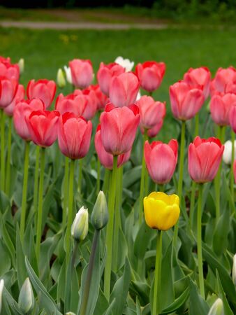 Tulips. の写真素材
