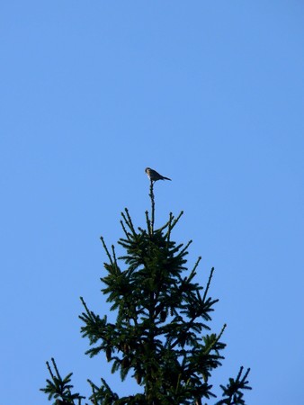 Bird. A fur-tree. の写真素材